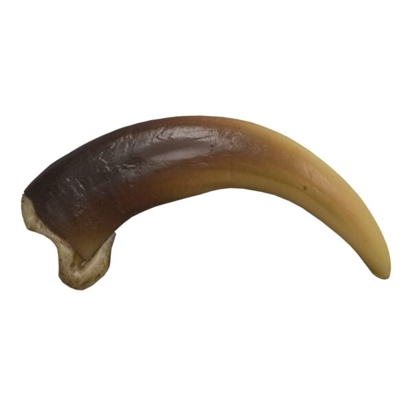 Replica Grizzly Bear Claw (Curved) – Extra Large (9 cm)