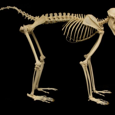 Real Guinea Baboon Skeleton - Articulated (Male)