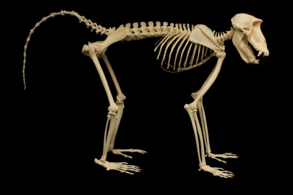 Real Guinea Baboon Skeleton – Articulated (Male)