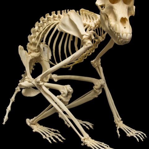Real Guinea Baboon Skeleton - Articulated (Female)