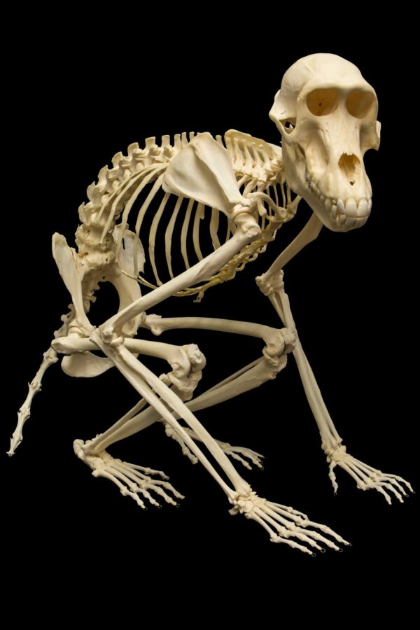 Real Guinea Baboon Skeleton – Articulated (Female)