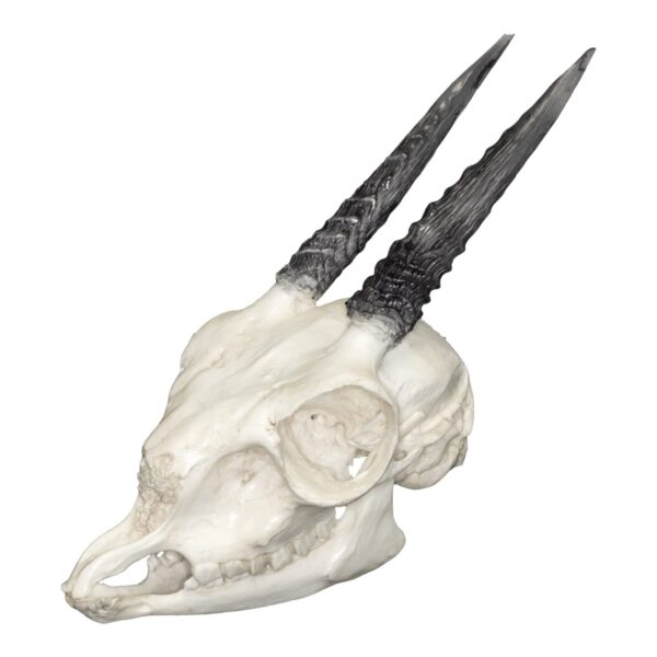 Replica Gunther’s Dik Dik Skull