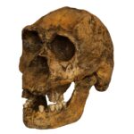 Replica Homo Ergaster KNM ER 3733 Skull – 964.0162 g