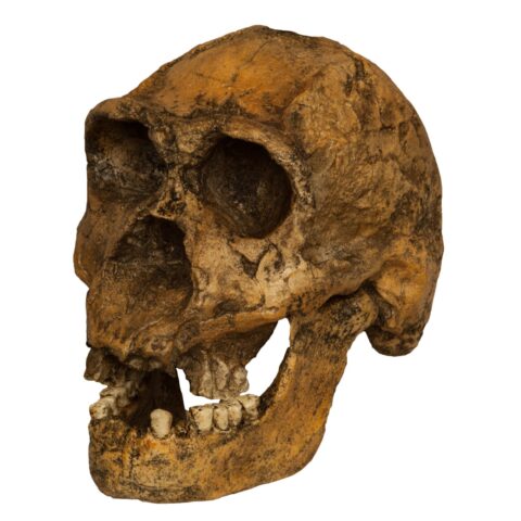 Replica Homo Ergaster KNM ER 3733 Skull - 964.0162 g