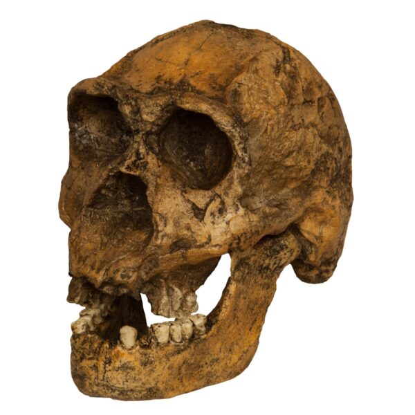 Replica Homo Ergaster KNM ER 3733 Skull – 964.0162 g