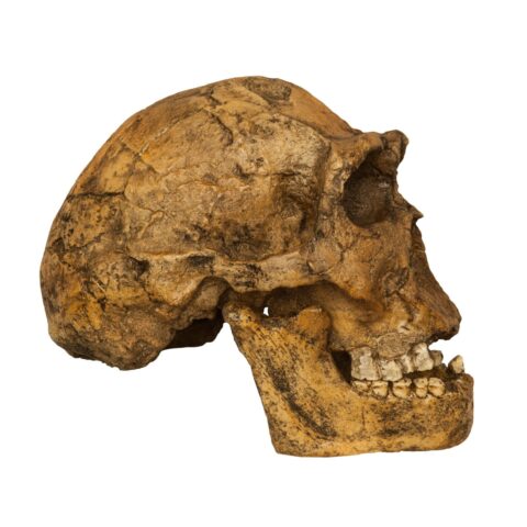 Replica Homo Ergaster KNM ER 3733 Skull - 964.0162 g