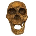 Replica Homo Ergaster KNM ER 3733 Skull – 964.0162 g
