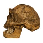 Replica Homo Ergaster KNM ER 3733 Skull – 964.0162 g