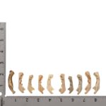 Real Research Quality Human Fetal Half Mandible – Single