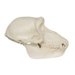 Replica Hamadryas Baboon Skull – Female