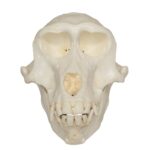 Replica Hamadryas Baboon Skull – Female