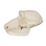 Replica Hamadryas Baboon Skull – Female