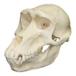 Replica Hamadryas Baboon Skull – Female