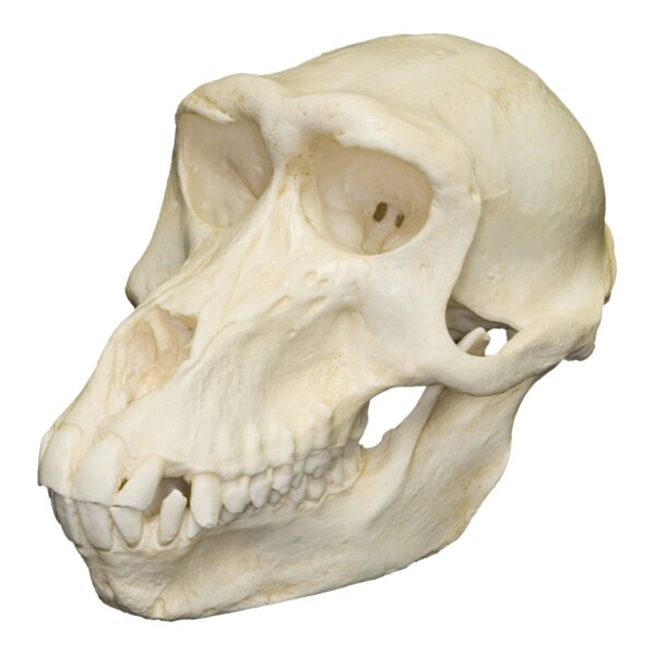 Replica Hamadryas Baboon Skull – Female