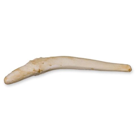 Replica Harbor Seal Baculum