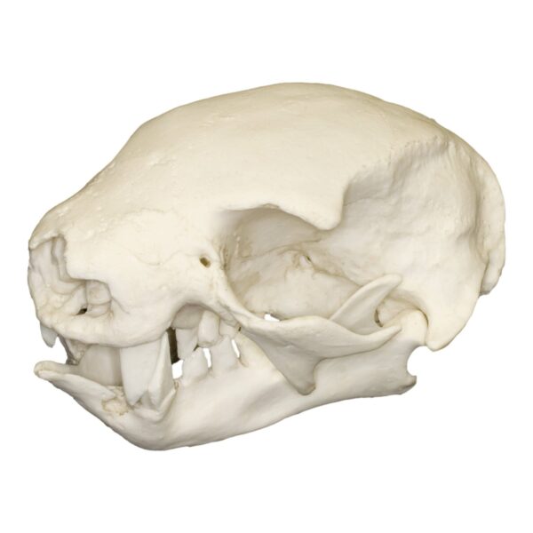 Replica Hoffmann’s Two-toed Sloth Skull