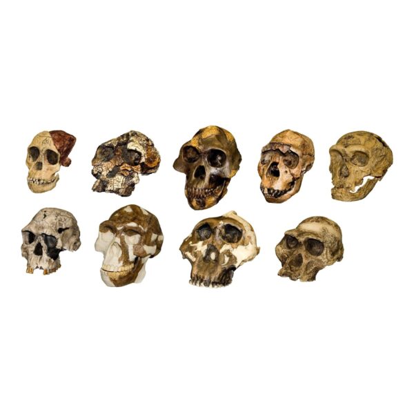 Replica Hominid Skulls – Set of Nine