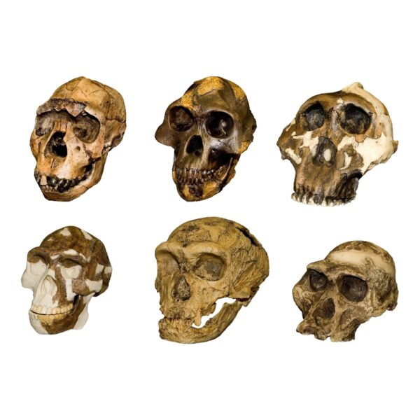 Replica Hominid Skulls – Set of Six