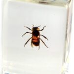 Real Honey Bee in Acrylic Paperweight (Small)