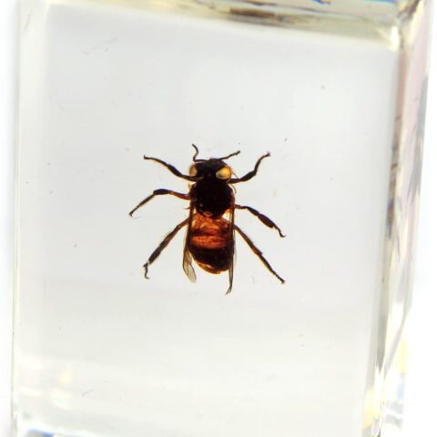 Real Honey Bee in Acrylic Paperweight (Small)