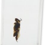 Real Honey Bee in Acrylic Paperweight (Small)