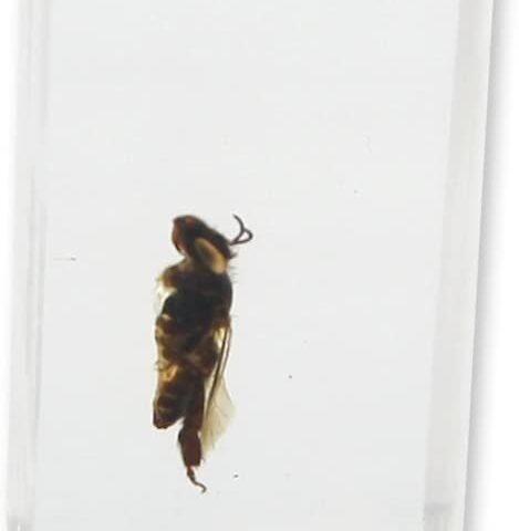 Real Honey Bee in Acrylic Paperweight (Small)