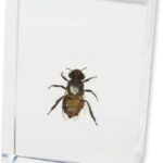 Real Honey Bee in Acrylic Paperweight (Small)