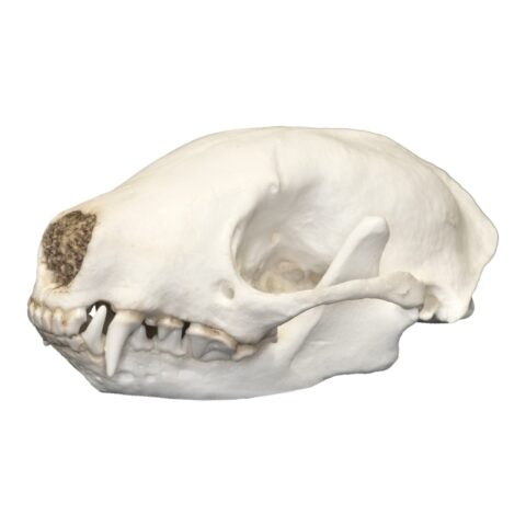 Replica Hooded Skunk Skull