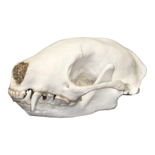 Replica Hooded Skunk Skull