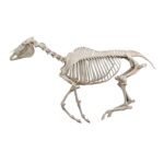 Real Horse Skeleton – Articulated