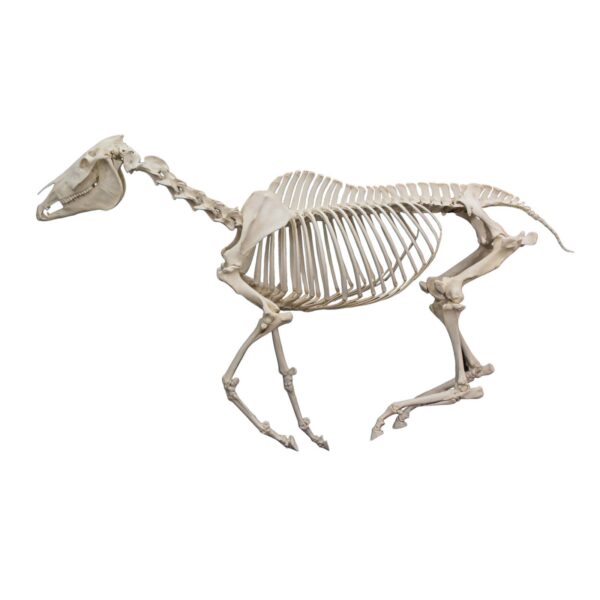 Real Horse Skeleton – Articulated