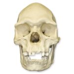 Replica Human Skull – Australian Aboriginal Male