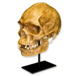 Replica Human Skull – Australian Aboriginal Male