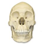 Replica Human Skull – Asian Male – 748.0119 g