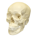Replica Human Skull – Asian Male