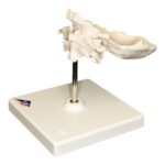 Replica Human Individual Bones Atlas and Axis with Occipital