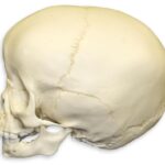 Replica 1 1/2-year-old Human Child Skull