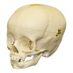 Replica 1-year-old Human Child Skull – Calvarium Cut