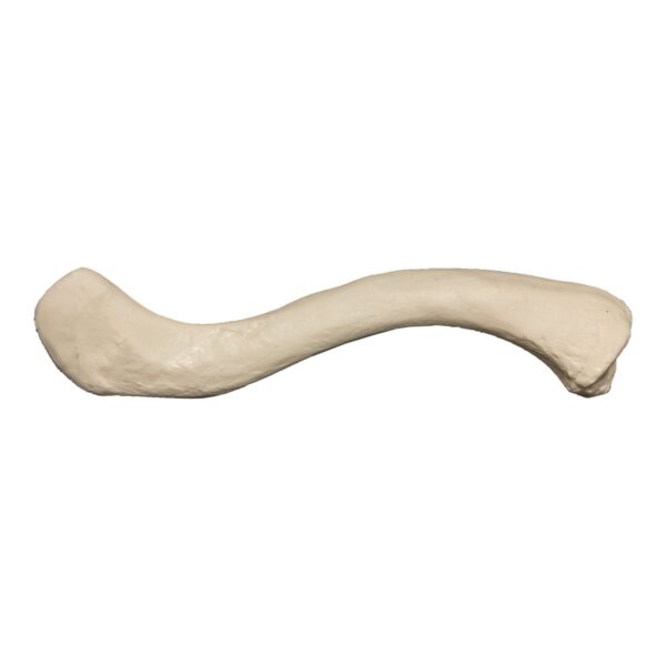 Replica Human Clavicle