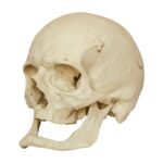 Replica Human Skull – Elderly European Male