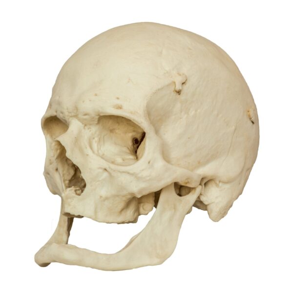 Replica Human Skull – Elderly European Male