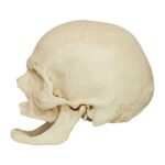 Replica Human Skull – Elderly European Male