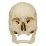 Replica Human Skull – Elderly European Male