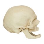 Replica Human Skull – Elderly European Male