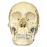 Replica Human Skull – African Female