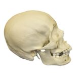 Replica Human Skull – African Female