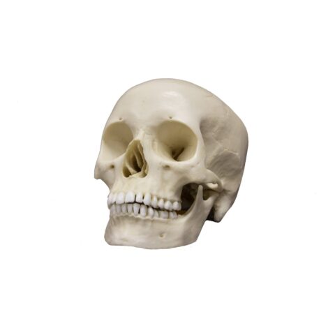 Replica Human Skull - Asian Female - 680.0116 g