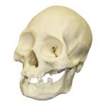 Replica Human Skull – American Indian Female