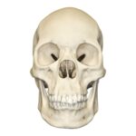 Replica Human Skull – Asian Female – 680.0116 g