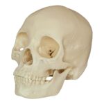 Replica Human Skull – Asian Female (Economy)